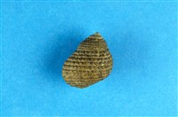 藏品(草蓆鐘螺)的圖片